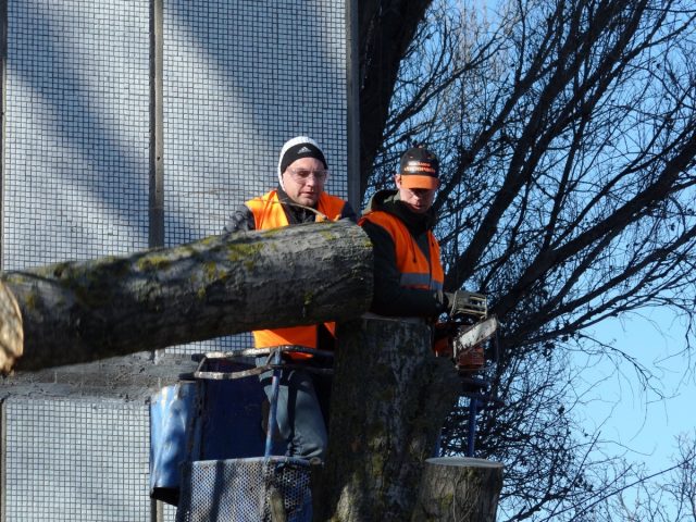 Comment pratique-t-on l’abattage d’arbre ?