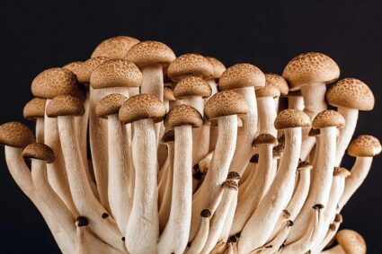 Comment utiliser les champignons magiques en cuisine ?