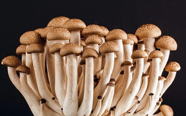 Comment utiliser les champignons magiques en cuisine