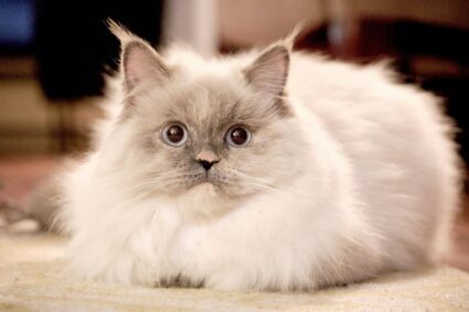 poils chats