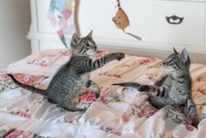 Avantages des jouets interactifs pour chat