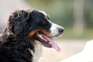 animaux de compagnie
