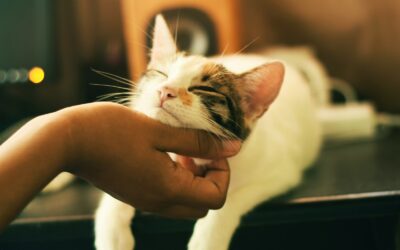 coin douillet pour votre chat