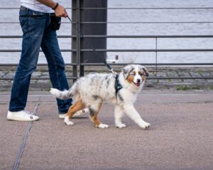 Les animaux et l'évolution