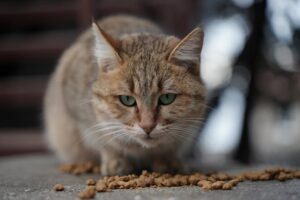 Croquettes sans céréales pour chat : pourquoi choisir une fabrication française ?