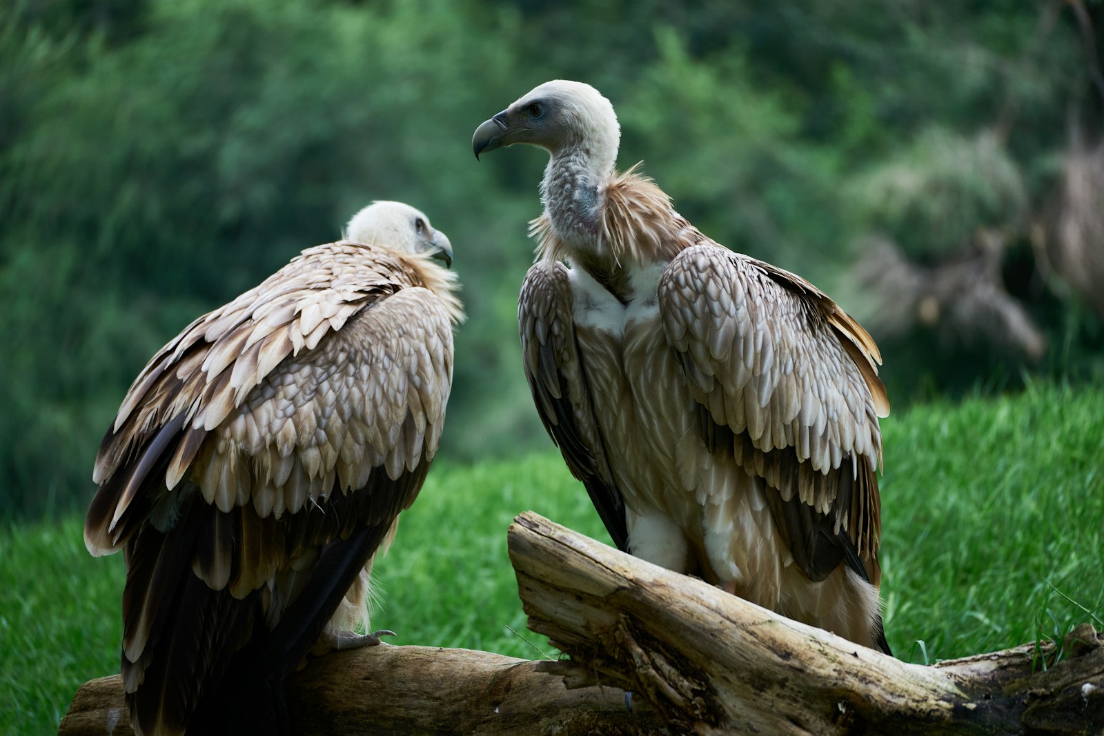 Vautours à Rémuzat