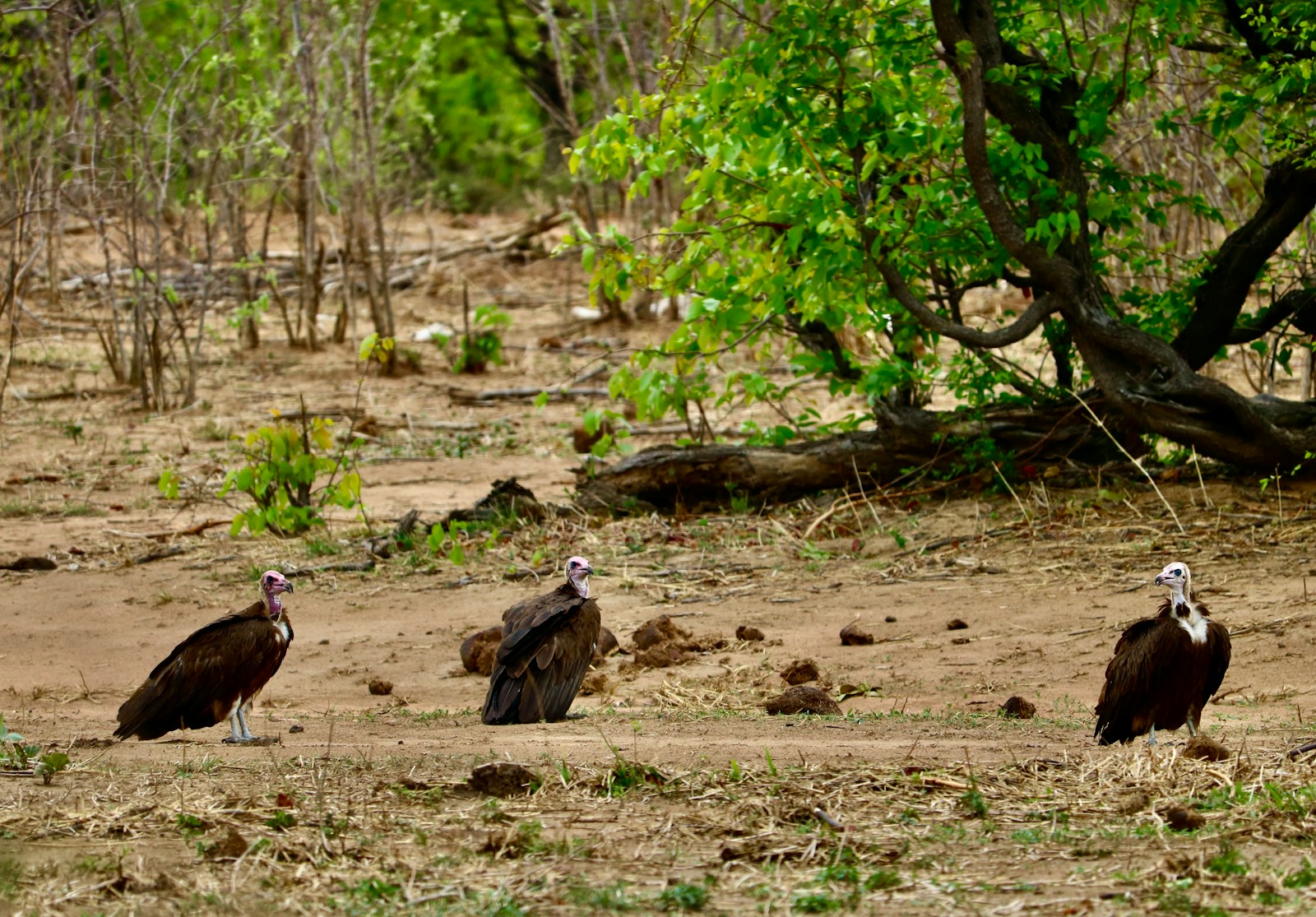 Vautours à Rémuzat