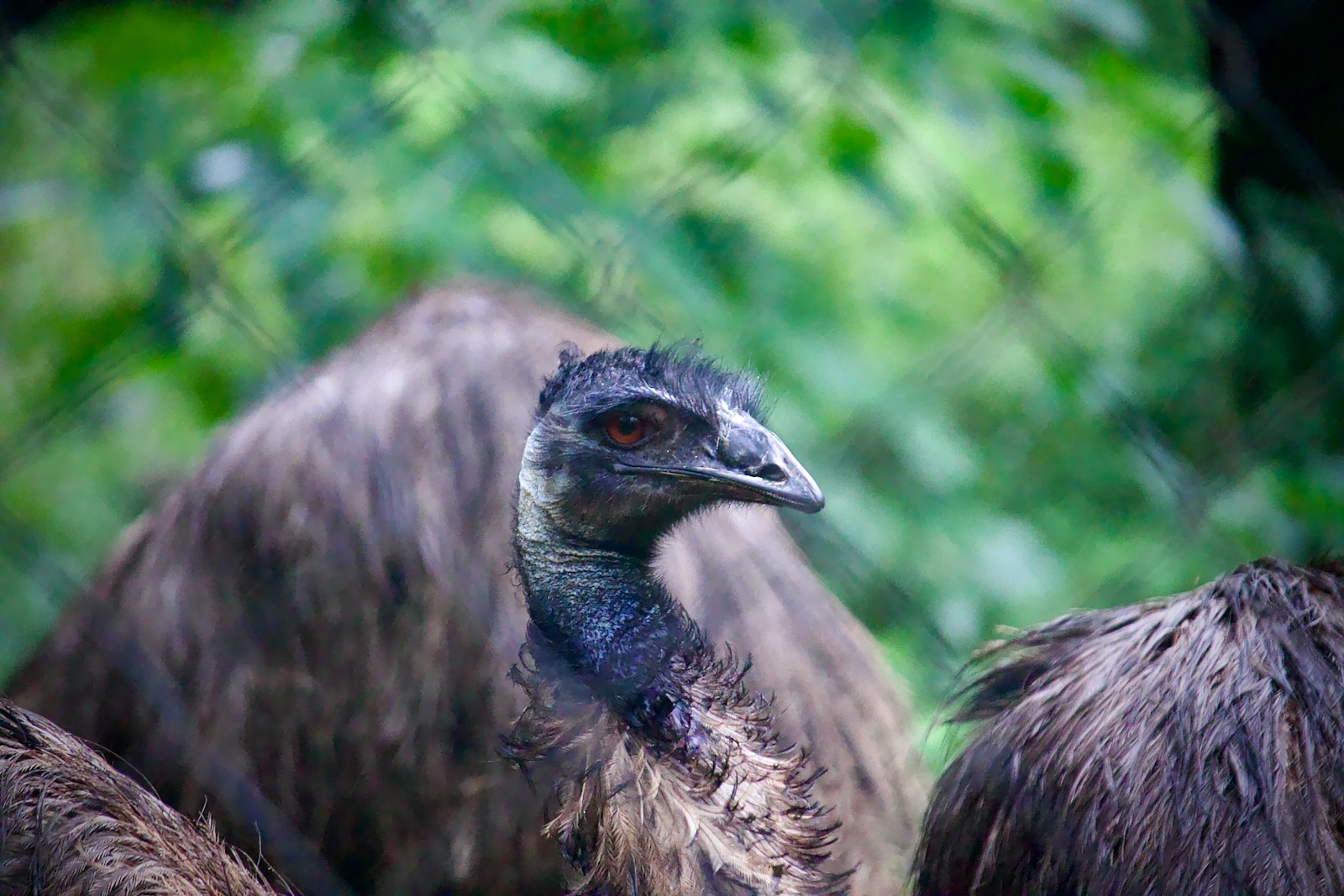 Vautours à Rémuzat